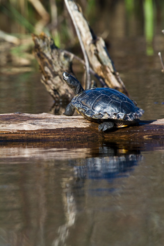 Turtle Sunning On Log